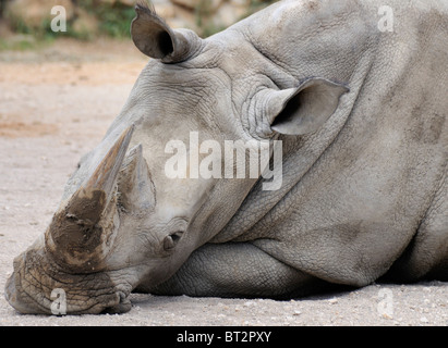 Rhinocéros blanc du sud (Ceratotherium simum simum - Banque D'Images