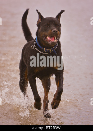 YACHATS, Oregon, USA - Rottweiler dog on beach, Centre de l'Oregon coast. Banque D'Images