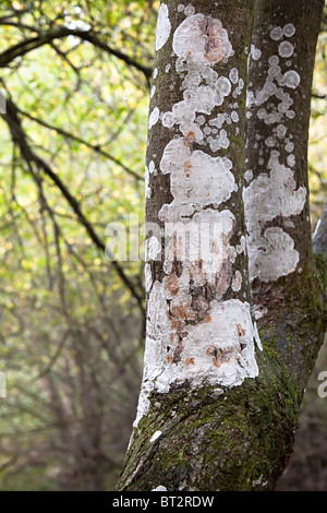 Le lichen growing on tree trunk un indicateur de la qualité de l'air, forêt de Dean Gloucestershire England UK Banque D'Images