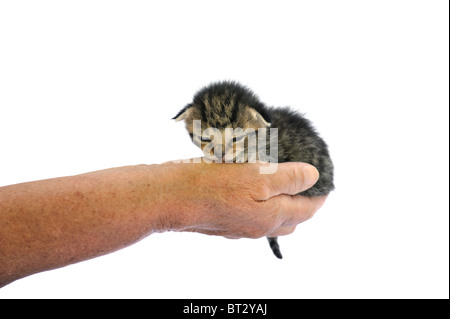 Hand of senior holding kitten - isolé Banque D'Images