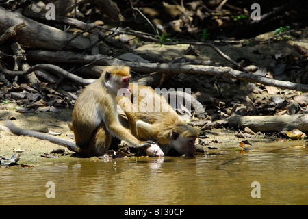 Famille de Toque Macaque à un ruisseau au parc national de Yala, au Sri Lanka Banque D'Images