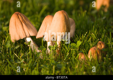 Jardin de champignons dans l'herbe. Banque D'Images