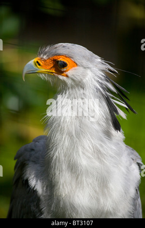 Hawk Conservancy Weyhill serpentarius Sagittaire Oiseau Secrétaire d'Andover Banque D'Images