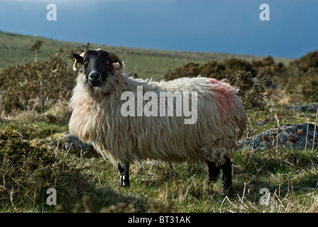 Moutons dans le Dartmoor National Park, Devon Banque D'Images