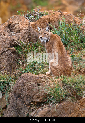 Lynx pardinus dans un parc de la vie sauvage Banque D'Images