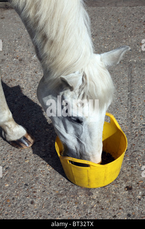 Cheval gris court manger alimentation disque dur à partir d'un godet jaune Banque D'Images