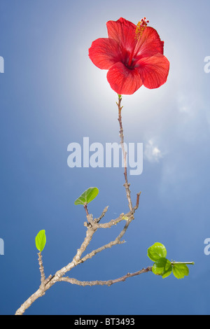 Fleur d'hibiscus rouge sur longue tige bloquant le soleil. Banque D'Images