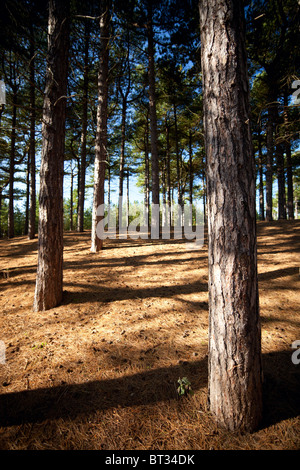 La pinède à Formby Point, géré par le National Trust est l'un des bastions nationaux pour l'Écureuil rouge et est identifié comme un refuge Banque D'Images