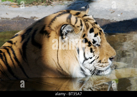 Amur tiger mâle se rafraîchir dans l'eau Banque D'Images