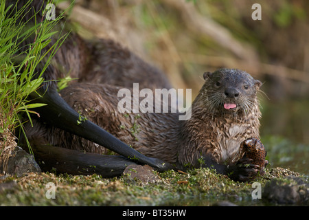 La loutre de rivière (Lutra canadensis) se nourrissant de truite fardée (Oncorhynchus clarkii) - Wyoming - USA Banque D'Images