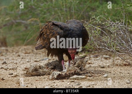 Urubu à tête rouge (Cathartes aura) désert de Sonora - Arizona - Se nourrir de la carcasse jackrabbit Banque D'Images