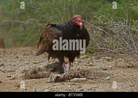 Urubu à tête rouge (Cathartes aura) désert de Sonora - Arizona - Se nourrir de la carcasse jackrabbit Banque D'Images