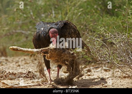 Urubu à tête rouge (Cathartes aura) désert de Sonora - Arizona - Se nourrir de la carcasse jackrabbit Banque D'Images