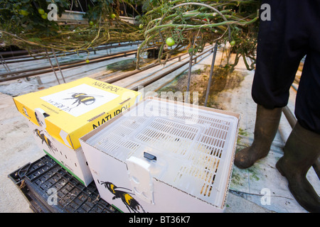 Hveragerdi en Islande en utilisant l'énergie géothermique pour chauffer les serres la culture des tomates, avec une colonie d'abeilles pour la pollinisation. Banque D'Images