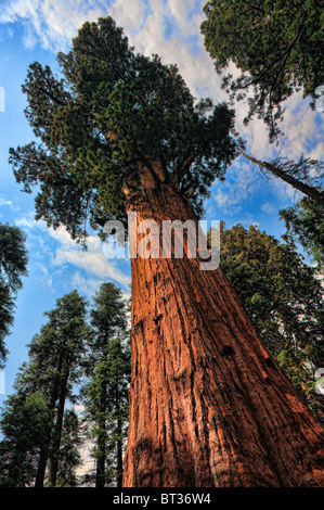 Séquoias Géants, ou Californie Redwoods, en séquoia et King Canyon National Park Banque D'Images