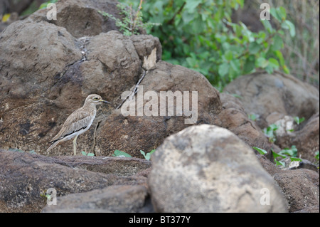 Oedicnème du Sénégal - Afrique de Nord-est de l'oedicnème du Sénégal (Burhinus senegalensis inornatus) debout sur la roche près de l'eau Banque D'Images