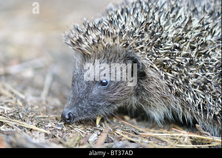 Hérisson d'Europe occidentale (Erinaceus europaeus) - portrait Banque D'Images