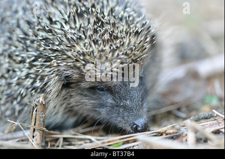 Hérisson d'Europe occidentale (Erinaceus europaeus) - portrait Banque D'Images