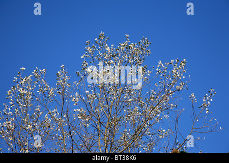 Les feuilles du peuplier, de l'argent, contre le bleu ciel d'octobre. Banque D'Images