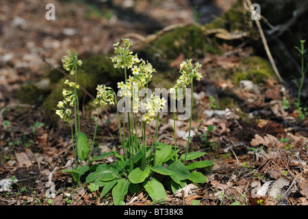 Vrai Oxlip (Primula elatior) à floraison printemps Banque D'Images