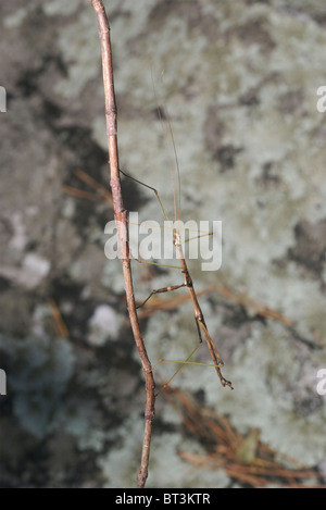 Le nord de l'Walkingstick, Diapheromera femorata, sur un brach. Banque D'Images