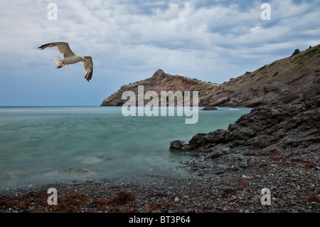 Seagull flying sur la côte de la mer Banque D'Images