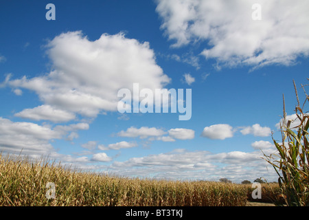 Un champ de maïs sous un beau ciel bleu avec des nuages blancs gonflées. Banque D'Images