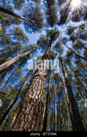 Perspective verticale dans une dense forêt de pins en Transylvanie (Roumanie). Banque D'Images