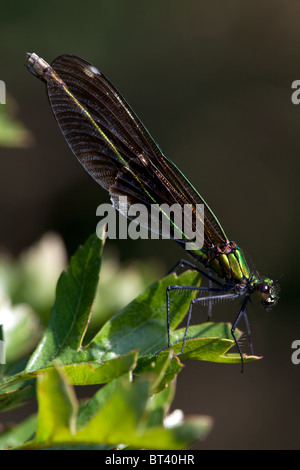 Belle Demoiselle Calopteryx virgo femelle Banque D'Images