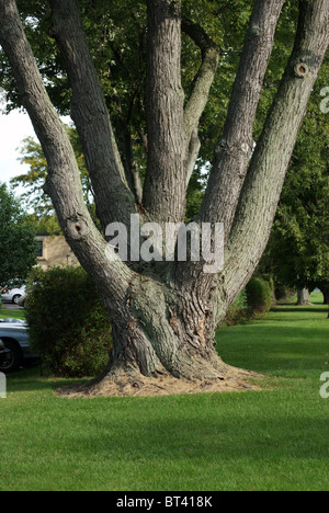 Soft maple sur le tronc des arbres et l'herbe verte. Banque D'Images