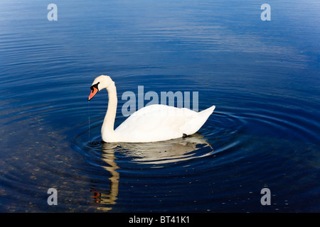 Cygne sur les eaux calmes du Port de Langstone, ondulations de l'eau circulaire et les dribbles de bec. Le Hampshire, au Royaume-Uni Banque D'Images