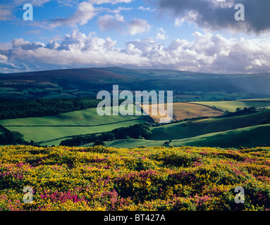 Bell Heather et Western Gorse en fleur sur North Hill en regardant vers Dunkery Beacon au-dessus de la propriété Holnicote dans le parc national Exmoor. Selworthy, Somerset, Angleterre. Banque D'Images