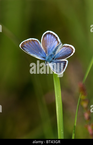 Silver mâle papillon bleu étoilé Plebeius argus, New Forest, en Angleterre. Banque D'Images