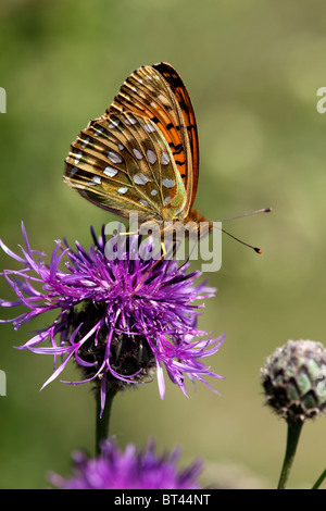 Dark Green Fritillary Argynnis aglaja papillon Banque D'Images