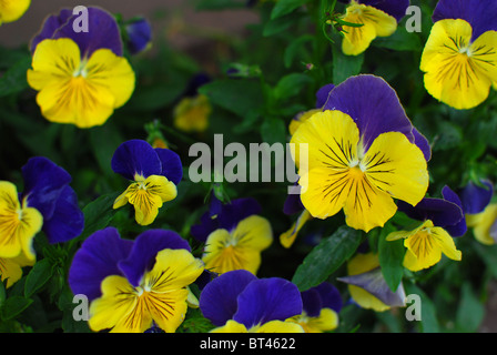 À l'ancienne couleur de pensées affectueuses pensées Banque D'Images