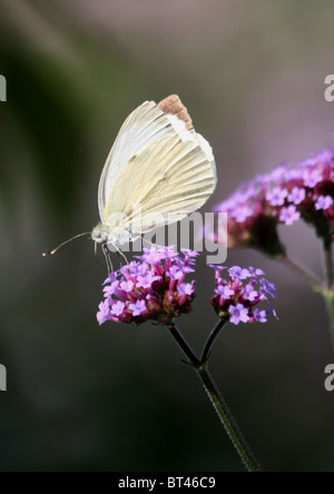 Papillon Blanc du chou Banque D'Images