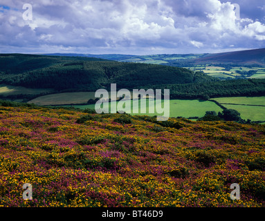 Parc national d'Exmoor, vue de North HJill, Selworthy, Somerset, Angleterre. Banque D'Images