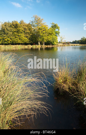 Les étangs Pen à Richmond Park à l'automne, Surrey, UK Banque D'Images