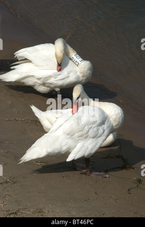 Reposant sur des cygnes du lac Ontario, le bay. Banque D'Images