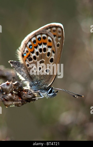 L'argent bleu étoilé Plebeius argus, New Forest, en Angleterre Banque D'Images