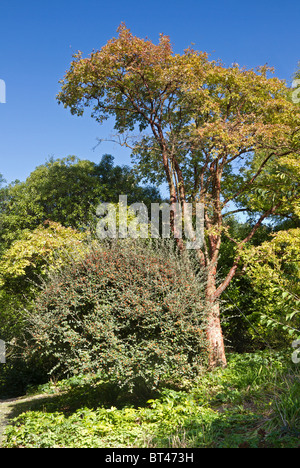 Un bel arbre PaperBark Maple (Acer griseum) au début de l'automne, UK Banque D'Images