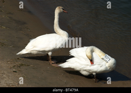 Reposant sur des cygnes du lac Ontario, le bay. Banque D'Images