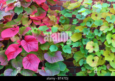 Crimson Glory Vine Gloryvine feuilles multicolores en automne Vitis Coignetiae Banque D'Images