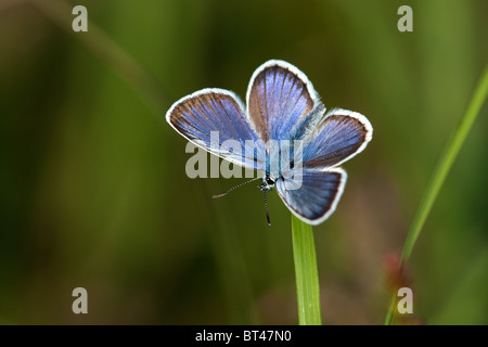 Silver mâle papillon bleu étoilé Plebeius argus, New Forest, en Angleterre. Banque D'Images