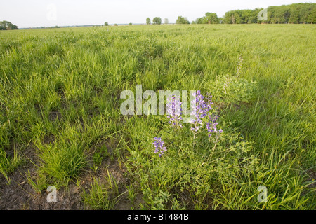 Les bords de champ de ferme et les fossés faire préfet habitat pour les fleurs sauvages, comme cette plante indigo sauvage. Banque D'Images