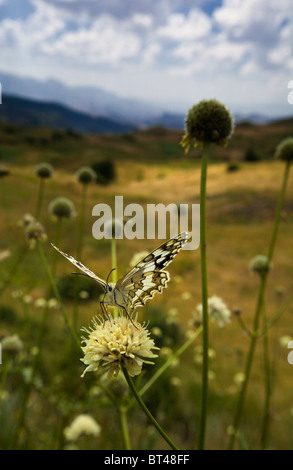 Beau papillon sur une fleur Banque D'Images