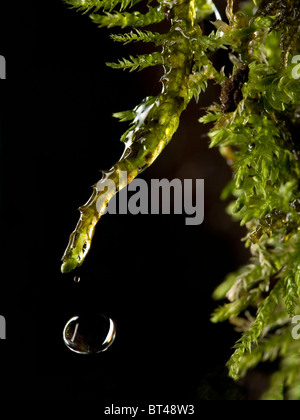 Close up de goutte d'eau passant d'un moss sur fond noir Banque D'Images