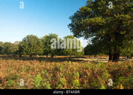Les arbres d'automne dans le parc de Richmond, Surrey, UK Banque D'Images