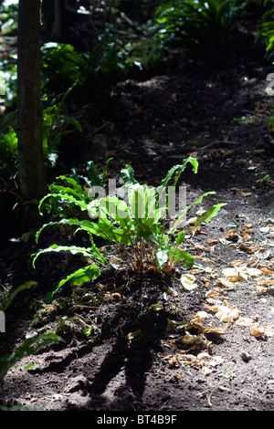 Scolopendre officinale Symonds Yat River Wye Gloucestershire Angleterre Banque D'Images