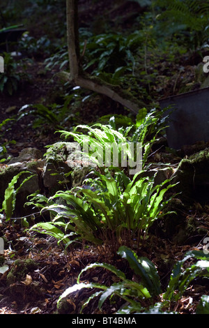 Scolopendre officinale Symonds Yat River Wye Gloucestershire Angleterre Banque D'Images